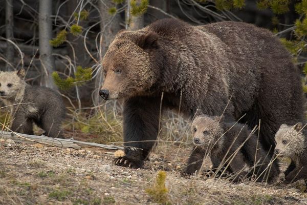 Wyoming-Yellowstone National Park Grizzly bear sow with cubs in spring